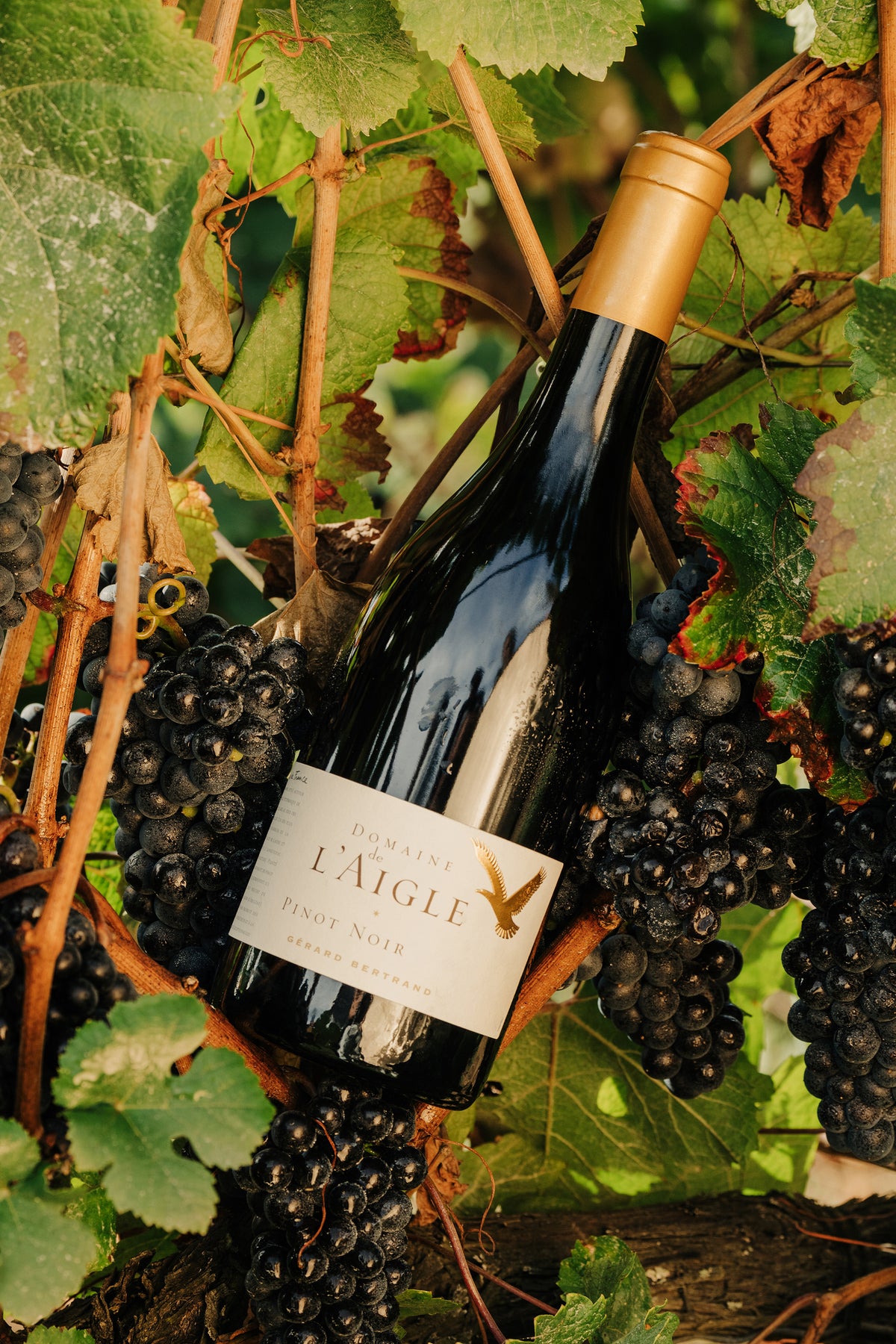 Domaine de l'Aigle Pinot Noir 2023 75cl biologische biodynamische rode wijn - Gérard Bertrand