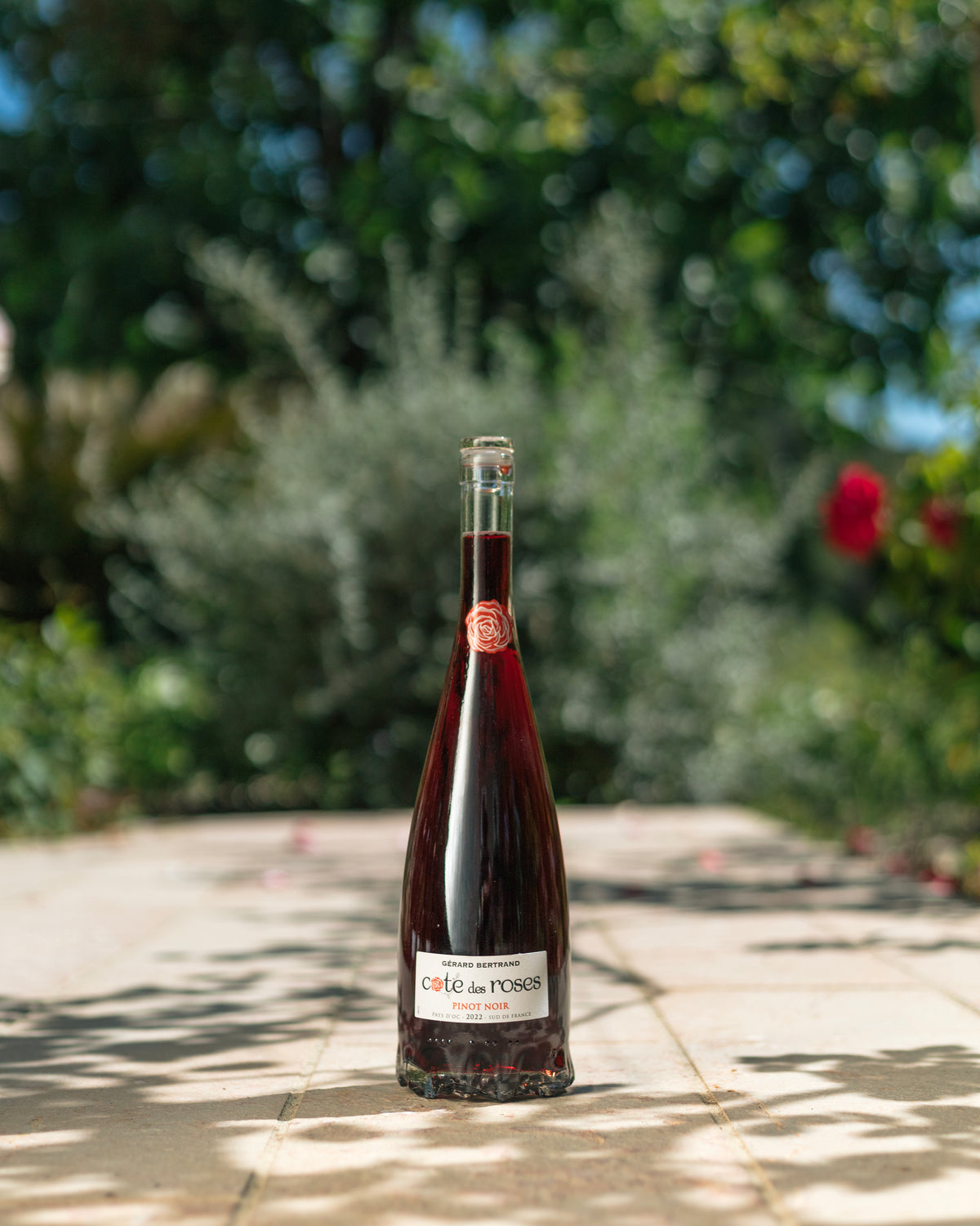 Cote des Roses Pinot noir rode wijn 6 halve flessen 37,5cl 2022 - Gérard Bertrand 