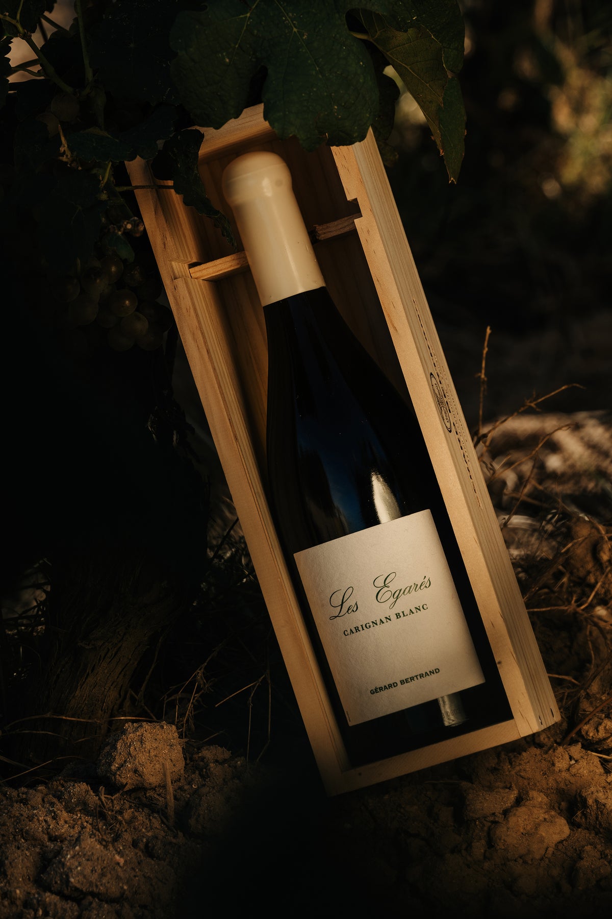 Les Égarés Carignan Blanc 2023 75cl Houten Kist Enkelvoudig - Gérard Bertrand 