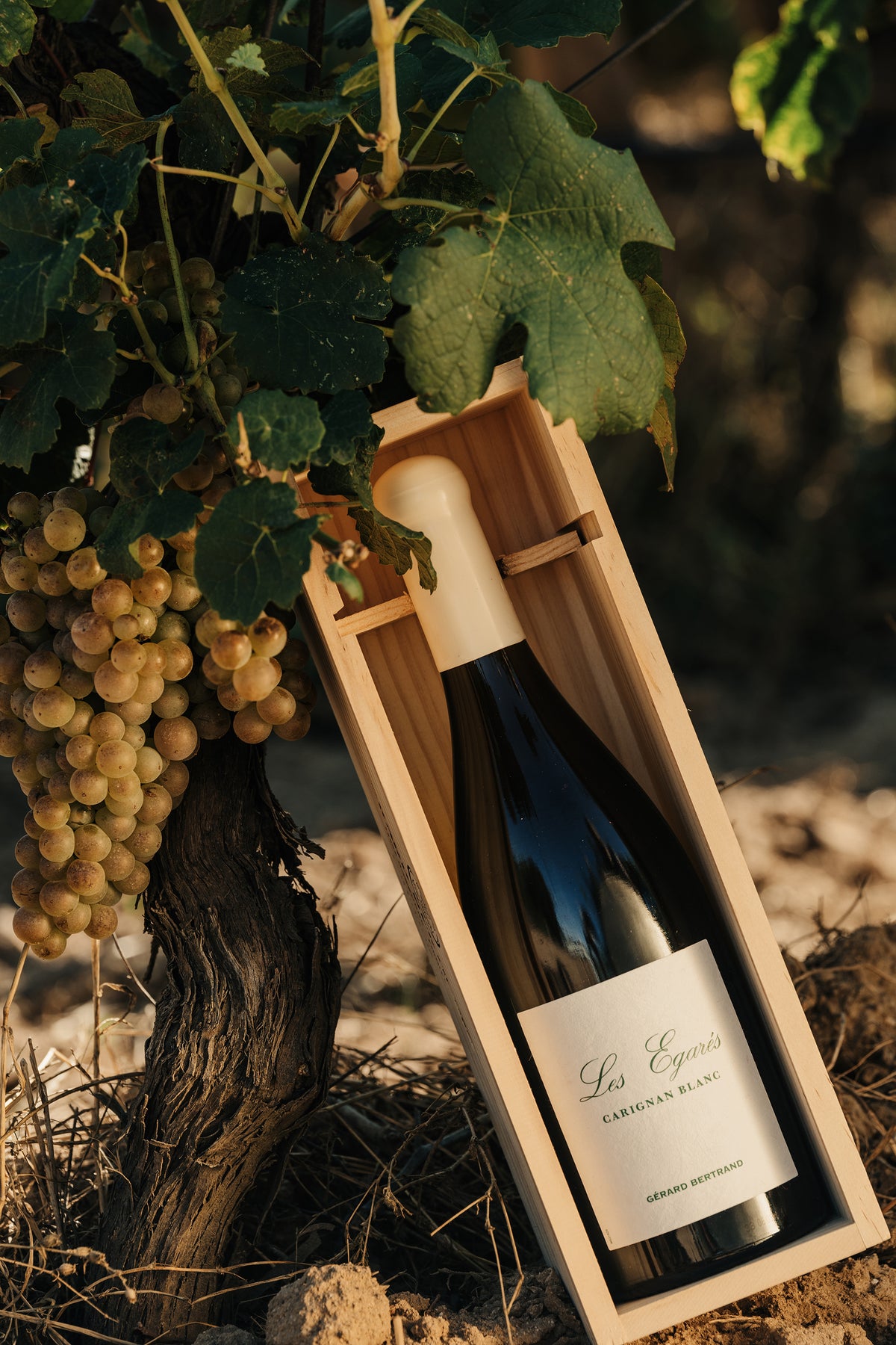 Les Égarés Carignan Blanc 2023 75cl Houten Kist Enkelvoudig - Gérard Bertrand 