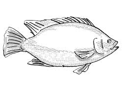  Vis